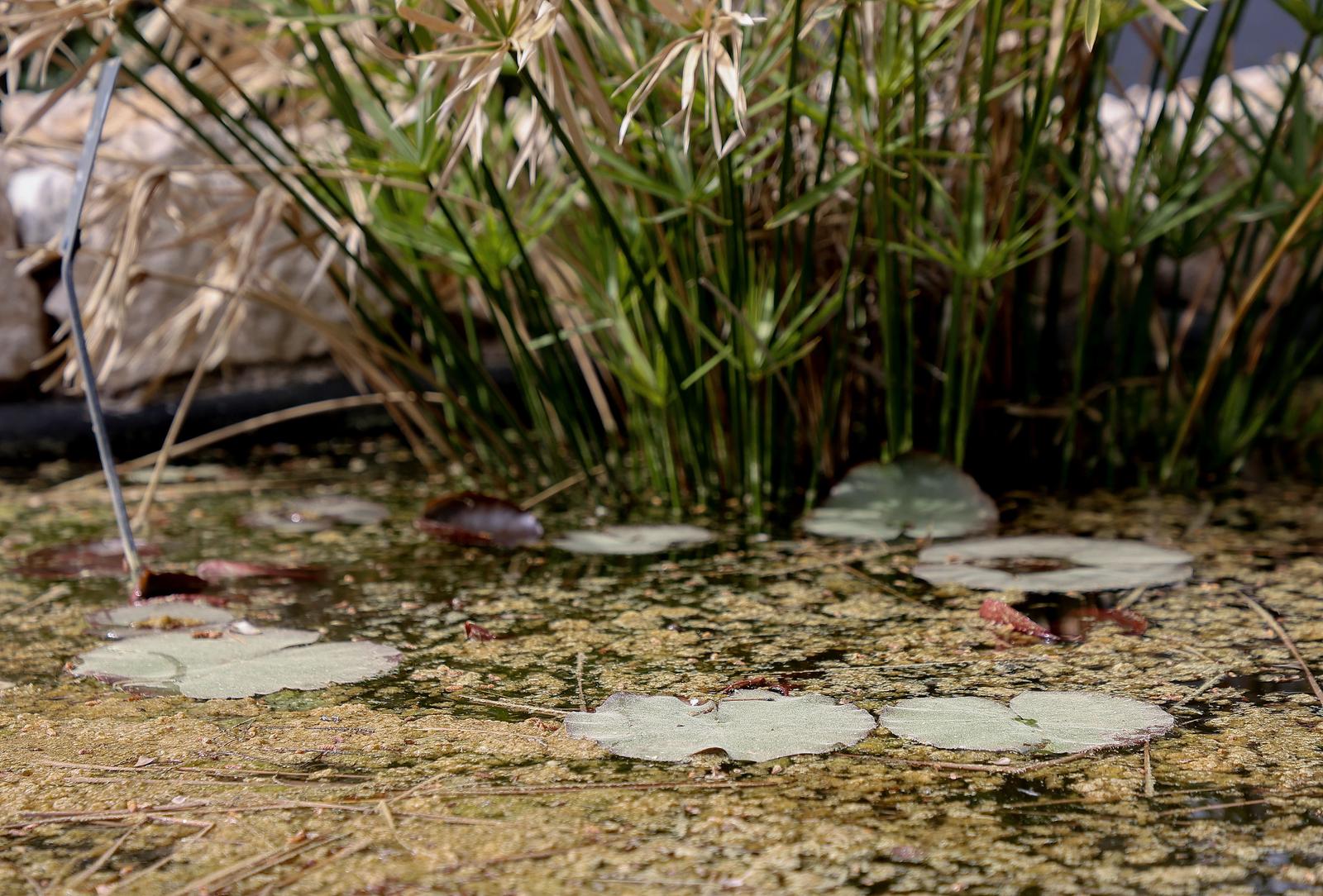 Split: Na Marjanu otvoren Botanički vrt