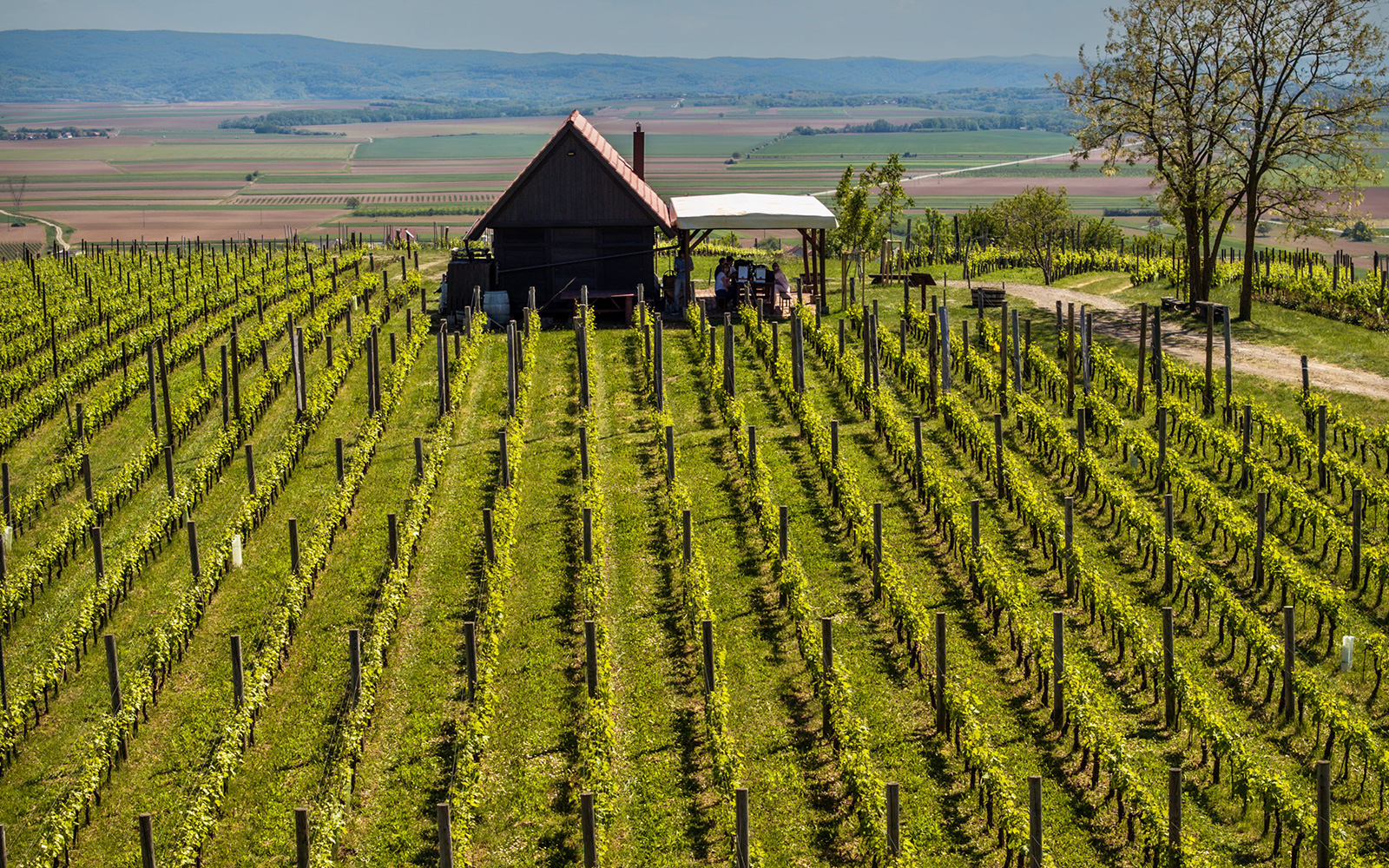 krauthaker-vinograd-1