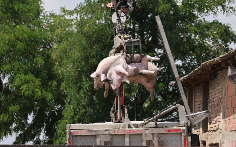 Afriška prašičja kuga se še naprej širi po Hrvaški