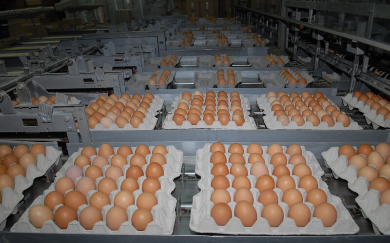 Državni inspektorat odredil umik jajc zaradi salmonele