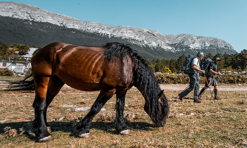 11_HL_Predrag_Vuckovic_0530