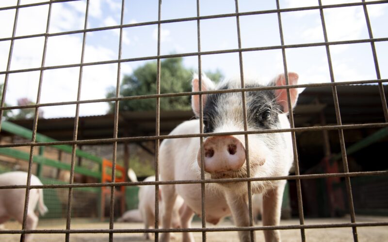 U općini Jagodnjak eutanazirano 1919 svinja u borbi protiv afričke svinjske kuge