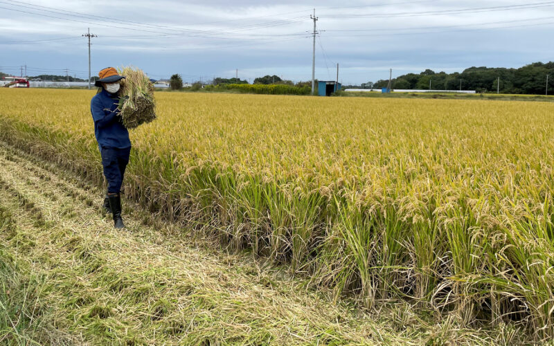 Cijene riže naglo skočile, trgovci se boje nove nestašice pa ignoriraju obećanje vlade