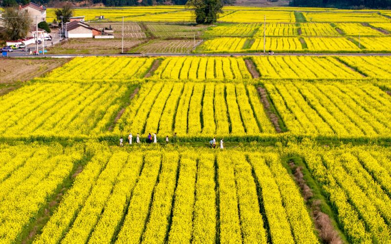 Hrana je sve skuplja: Cijene biljnih ulja i šećera poskočile u ožujku, proizvođači se okreću gorivu