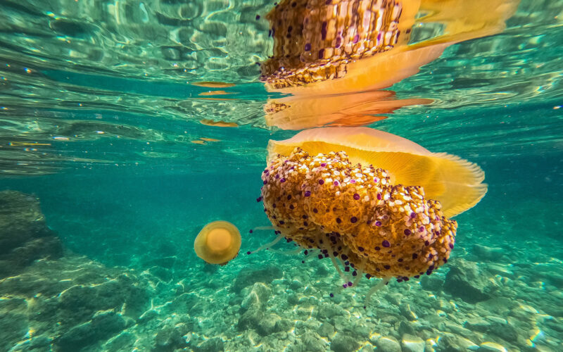 ‘Ne tražimo najljepšu fotografiju, nego podatak koji će pomoći znanstvenicima’