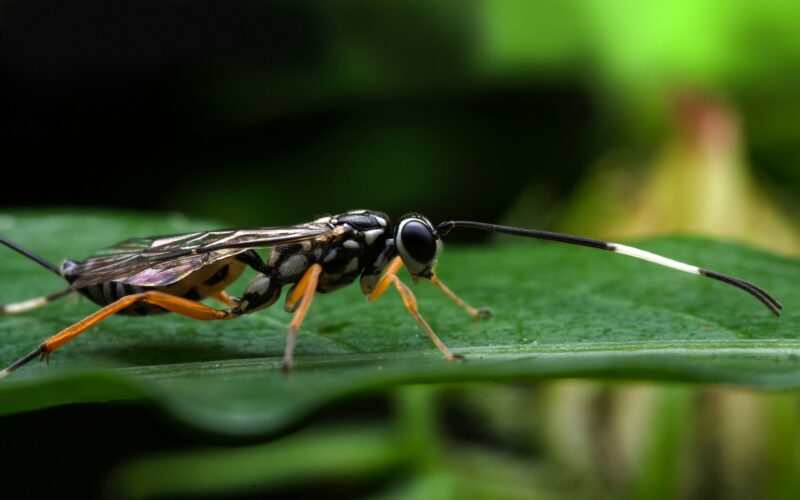 U dijelu Hrvatske bilježi se najezda opasnih kukaca: “Vratila se vrsta koja nije viđena gotovo 50 godina”
