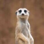 Profile picture of vjeko