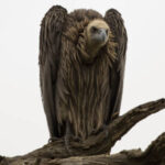 Profile picture of rambo_5