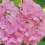 Profile picture of Vesna1601