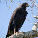 Profile picture of crnijastreb