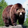 Profile picture of Jure Zds411 (Grizli)